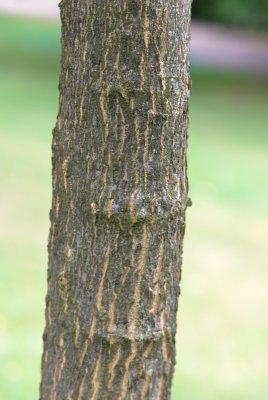 Celtis occidentalis - břestovec západní - kůra